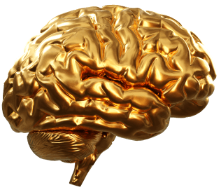 brain