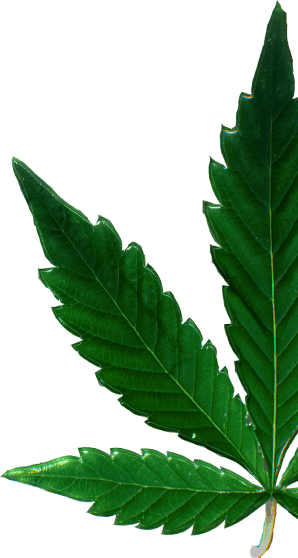 leaf