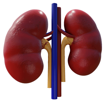 lungs